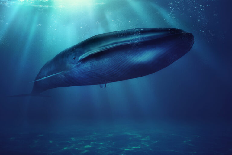 Offbeat Careers: Marine Mammal Observer Edition