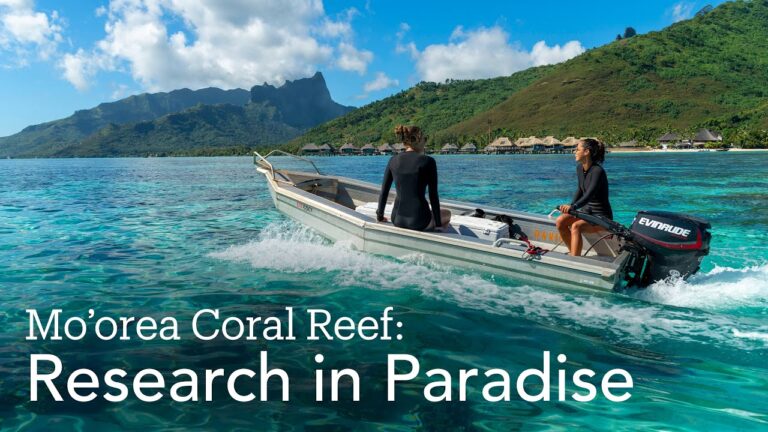 Remote Marine Research Stations: How to Study, Volunteer, and Explore Exotic Locations