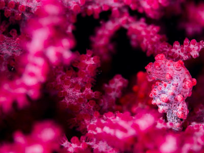 Saving the Pygmy Seahorse: Technology’s Role in Ocean Conservation