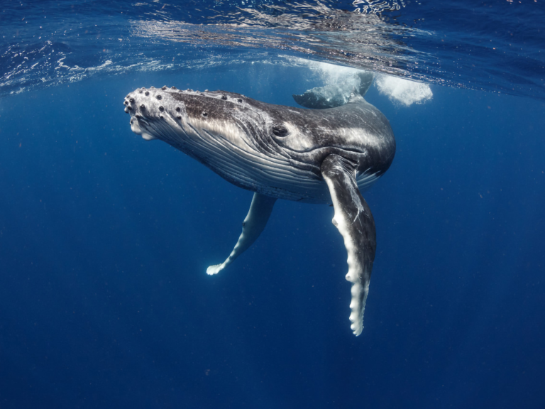 Marine Biology Myths: Do You Have to Dive?