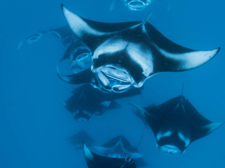 How to Work with Ocean Megafauna: A Practical Guide