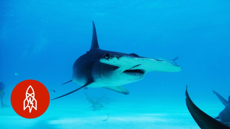 Jillian Morris: The Life of a Shark Conservationist
