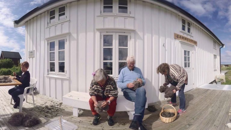360° Experience: Guardians of the Eider Ducks in Coastal Norway