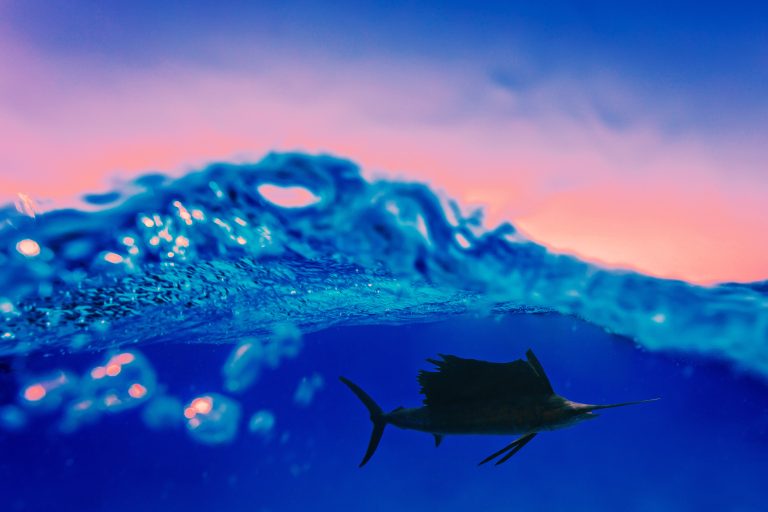 OCEANhab Needs You: Help Us Build Value for Ocean People